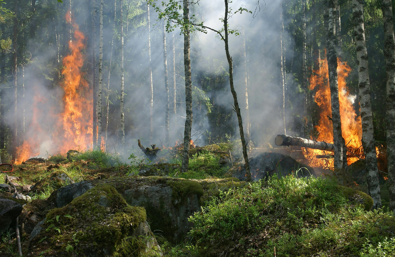 Wildfire Preparedness: How to Protect Your Home and Family in the Face of Growing Threats